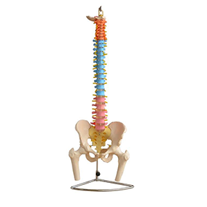 Didactic Vertebral Column with Pelvis and Femur Heads